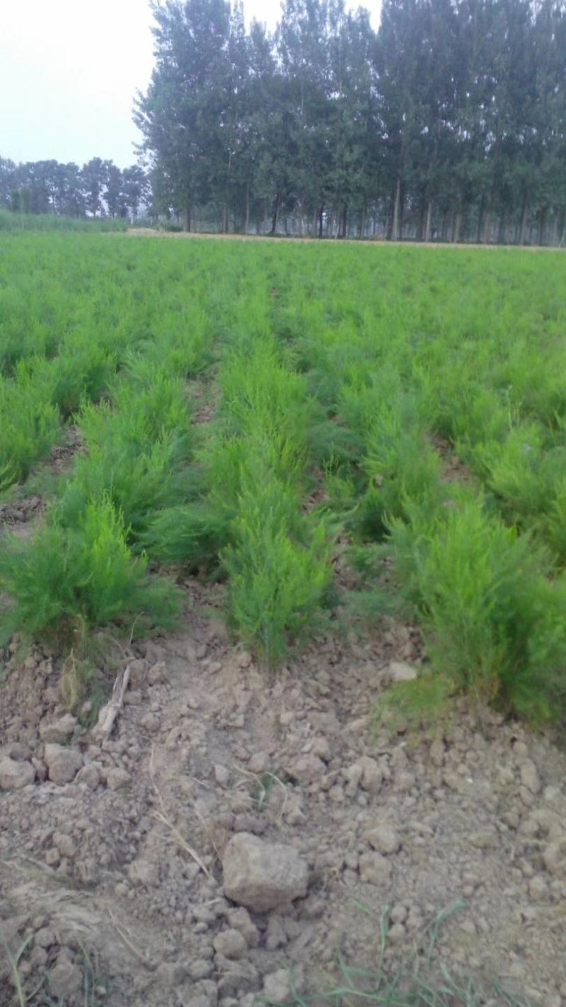 3年大根芦笋苗芦笋根白芦笋青芦笋
