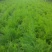 3年大根芦笋苗芦笋根白芦笋青芦笋
