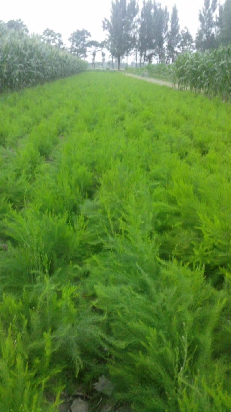 3年大根芦笋苗芦笋根白芦笋青芦笋