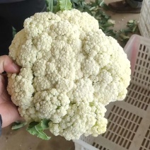 白面青梗松花菜2~3斤散花乳白产地直供