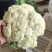 白面青梗松花菜2~3斤散花乳白产地直供