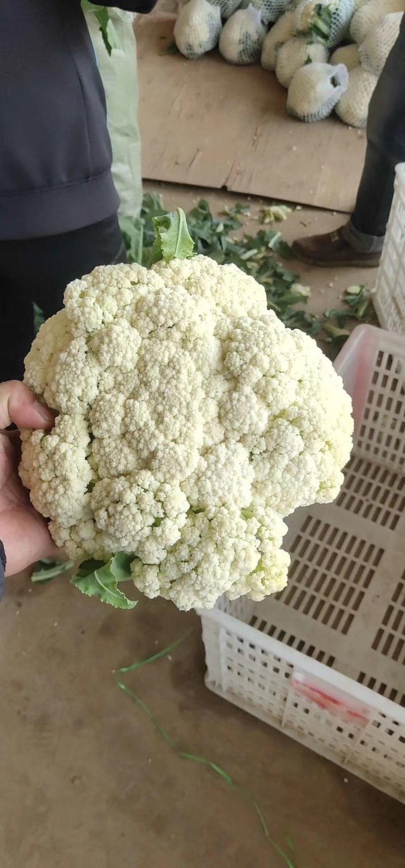 白面青梗松花菜2~3斤散花乳白产地直供