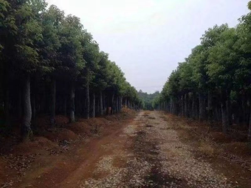 本公司长年供应各种规格的香樟树，多杆香樟，丛生香樟