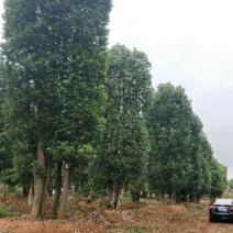 本公司长年供应各种规格的香樟树，多杆香樟，丛生香樟