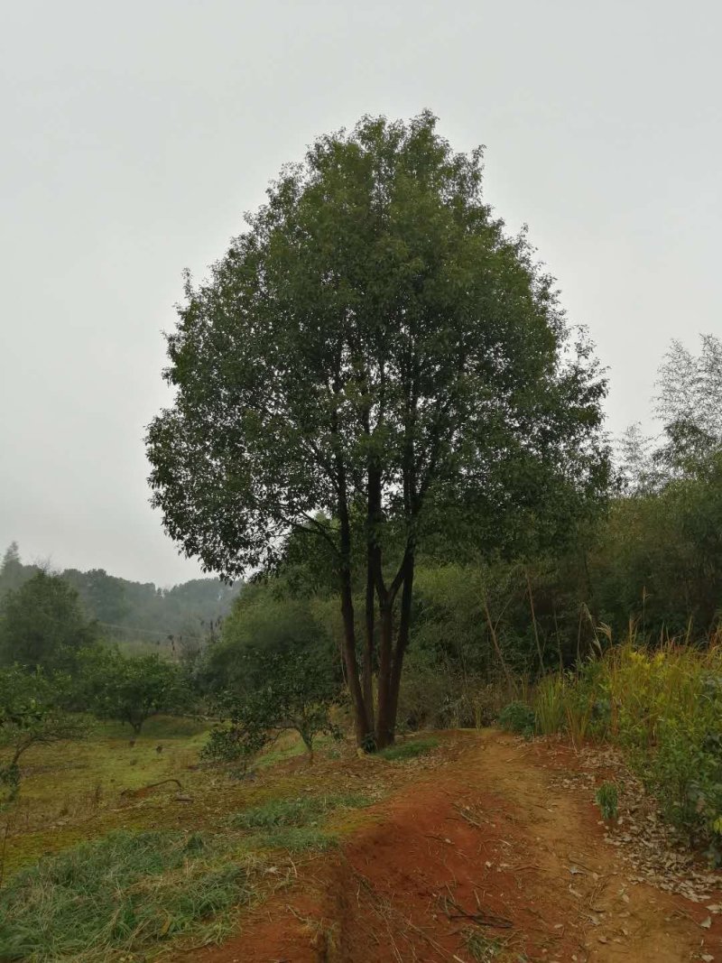 本公司长年供应各种规格的香樟树，多杆香樟，丛生香樟