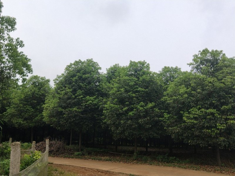 本公司长年供应各种规格的香樟树，多杆香樟，丛生香樟