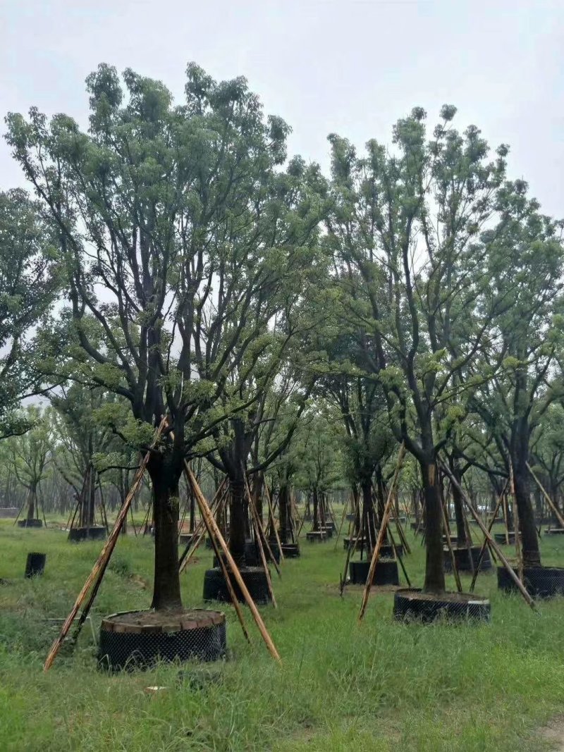 本公司长年供应各种规格的香樟树，多杆香樟，丛生香樟