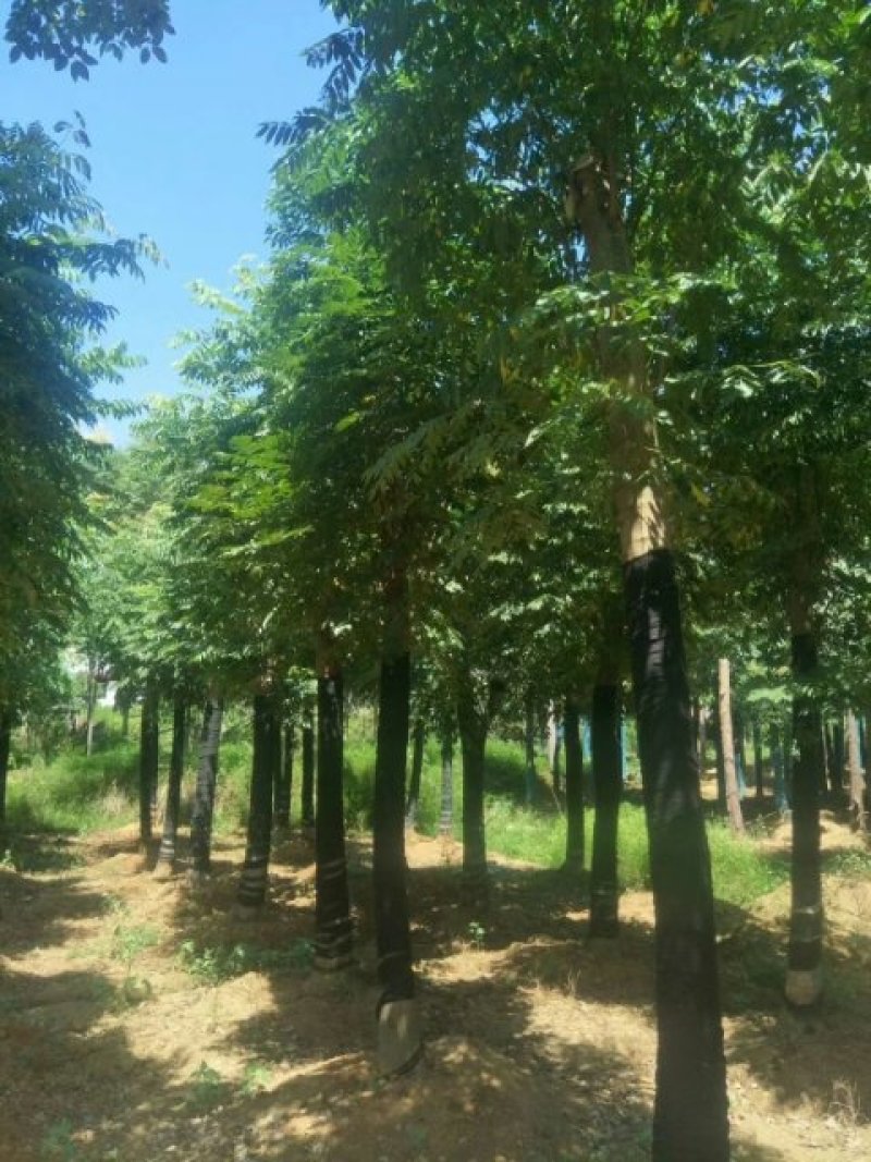 栾树，黄山栾树，截杆移栽栾树，全冠黄山栾树，骨架移栽栾树