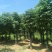 栾树,黄山栾树,截杆移栽栾树,全冠黄山栾树,骨架移栽栾树