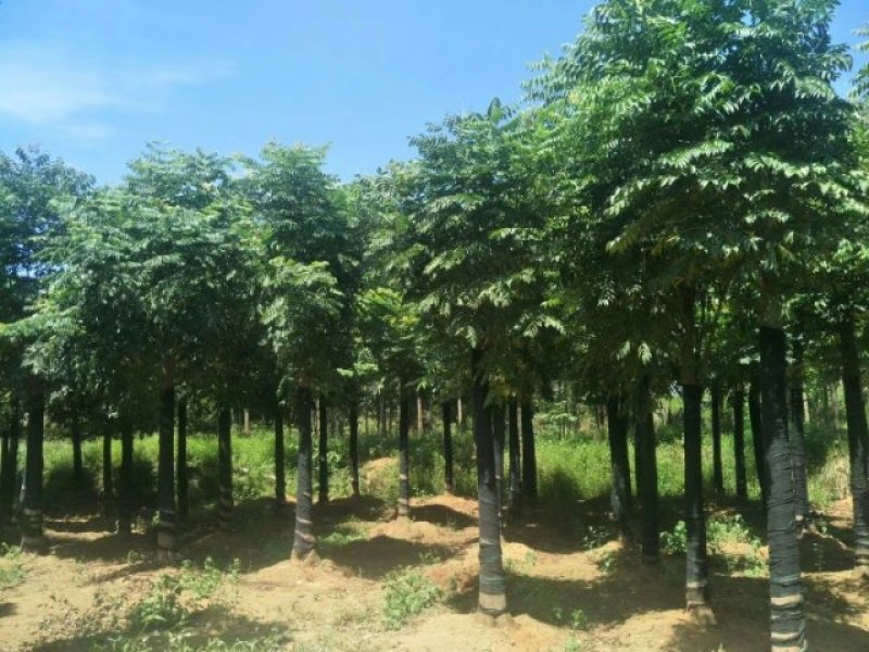 栾树，黄山栾树，截杆移栽栾树，全冠黄山栾树，骨架移栽栾树