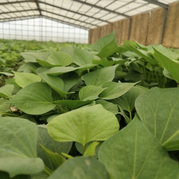 美国9408红薯苗大量供应欢迎下单极速发货
