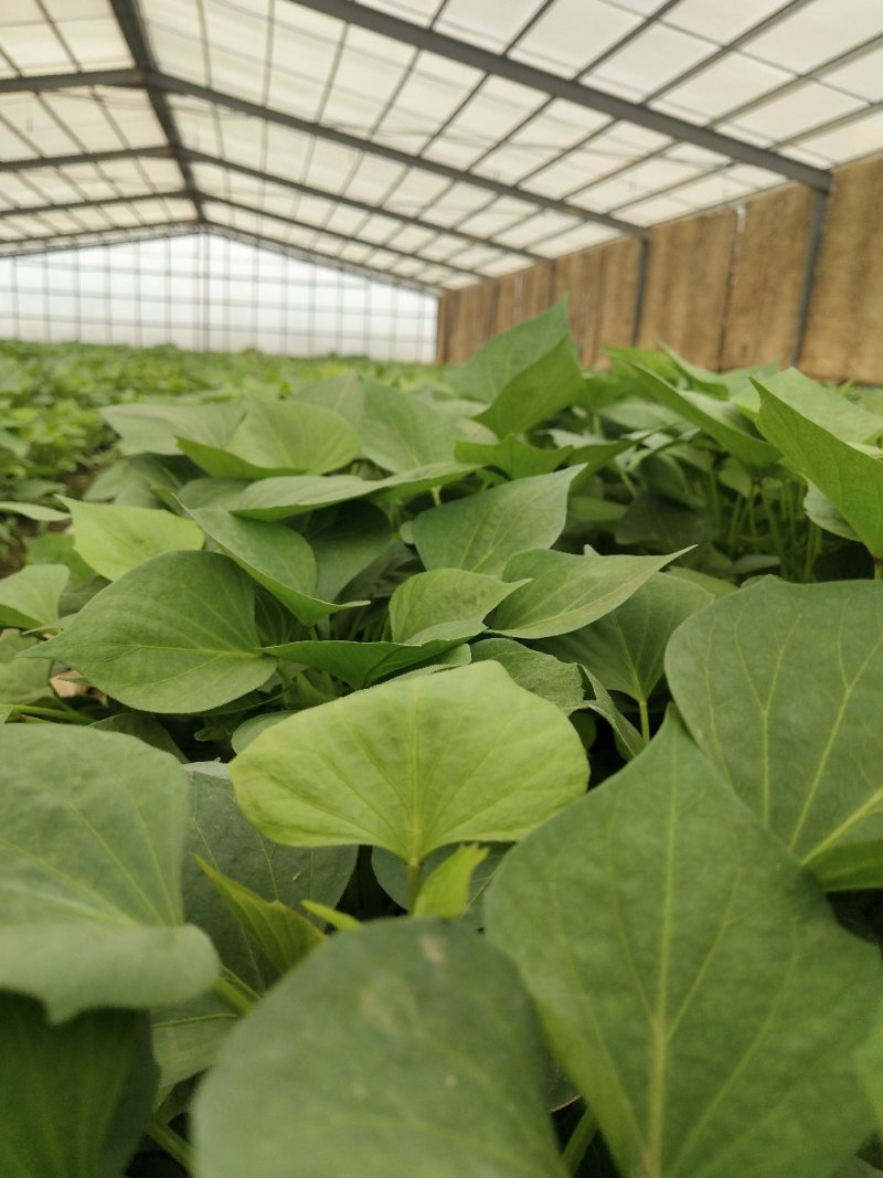 美国9408红薯苗大量供应欢迎下单极速发货