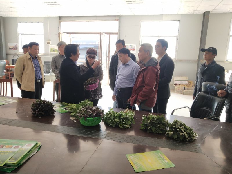 美国9408红薯苗大量供应欢迎下单极速发货
