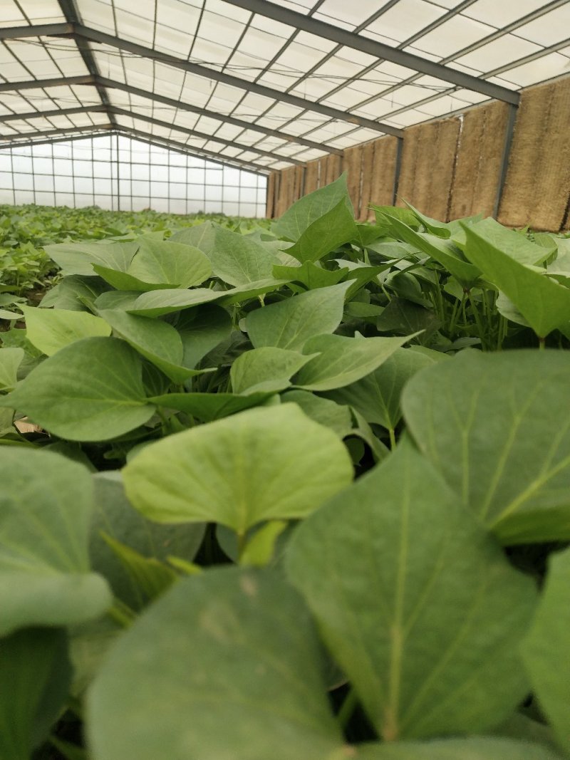 美国9408红薯苗大量供应欢迎下单极速发货