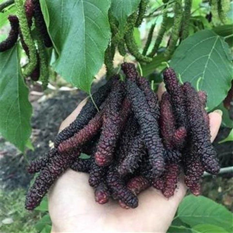 桑果苗