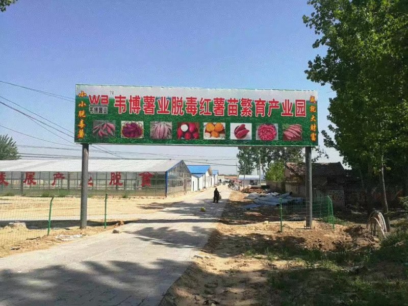 美国9408红薯苗大量供应欢迎下单极速发货