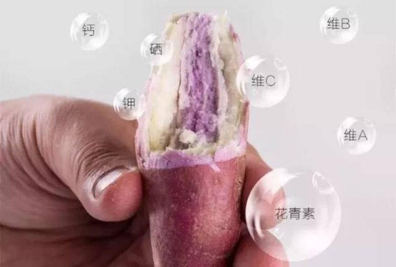 美国9408红薯苗大量供应欢迎下单极速发货