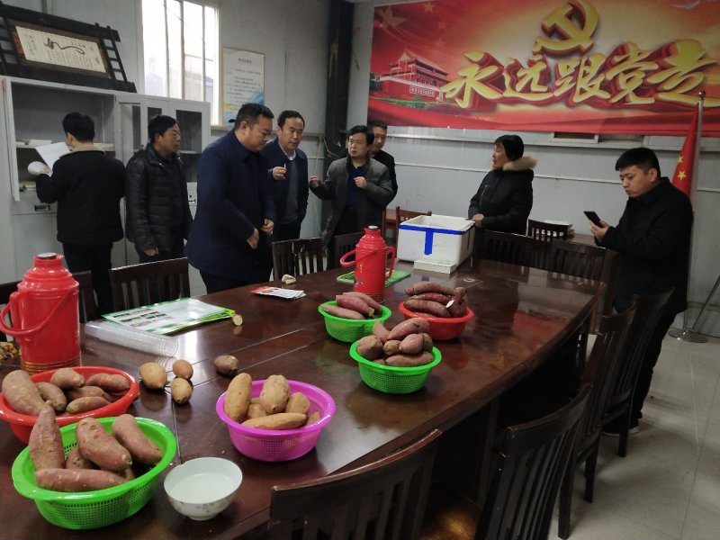美国9408红薯苗大量供应欢迎下单极速发货