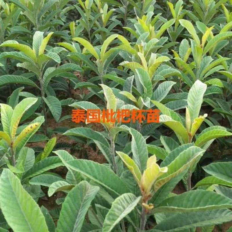 大五星枇杷苗