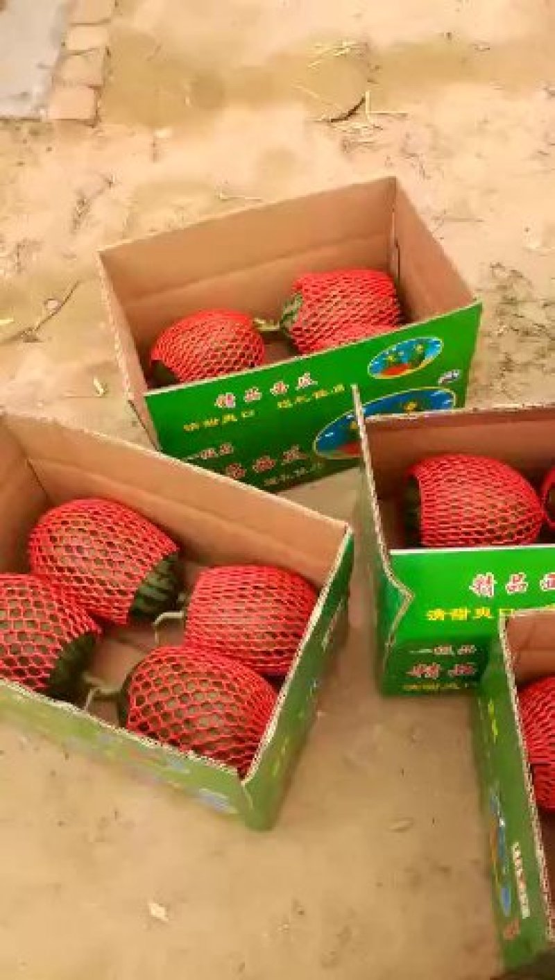 早春红玉西瓜一亩田最有诚信的保证商家，质量能保证！