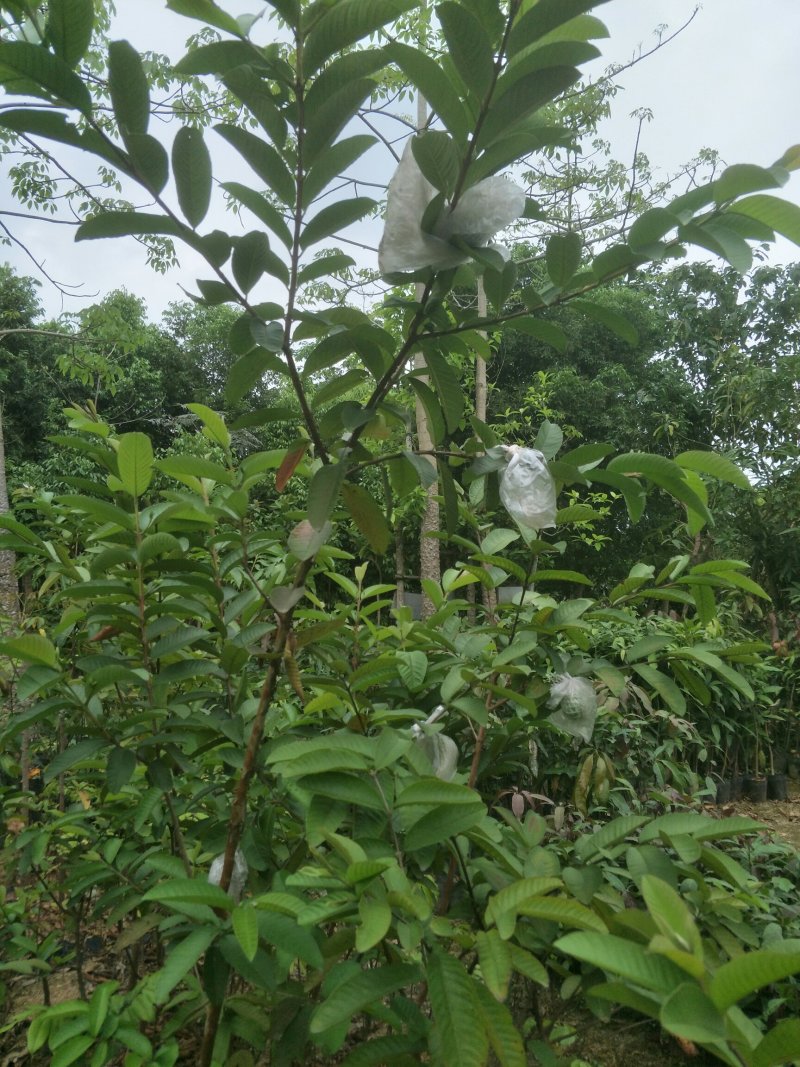 芭乐苗
