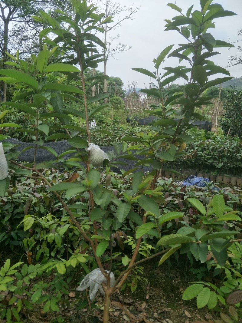芭乐苗