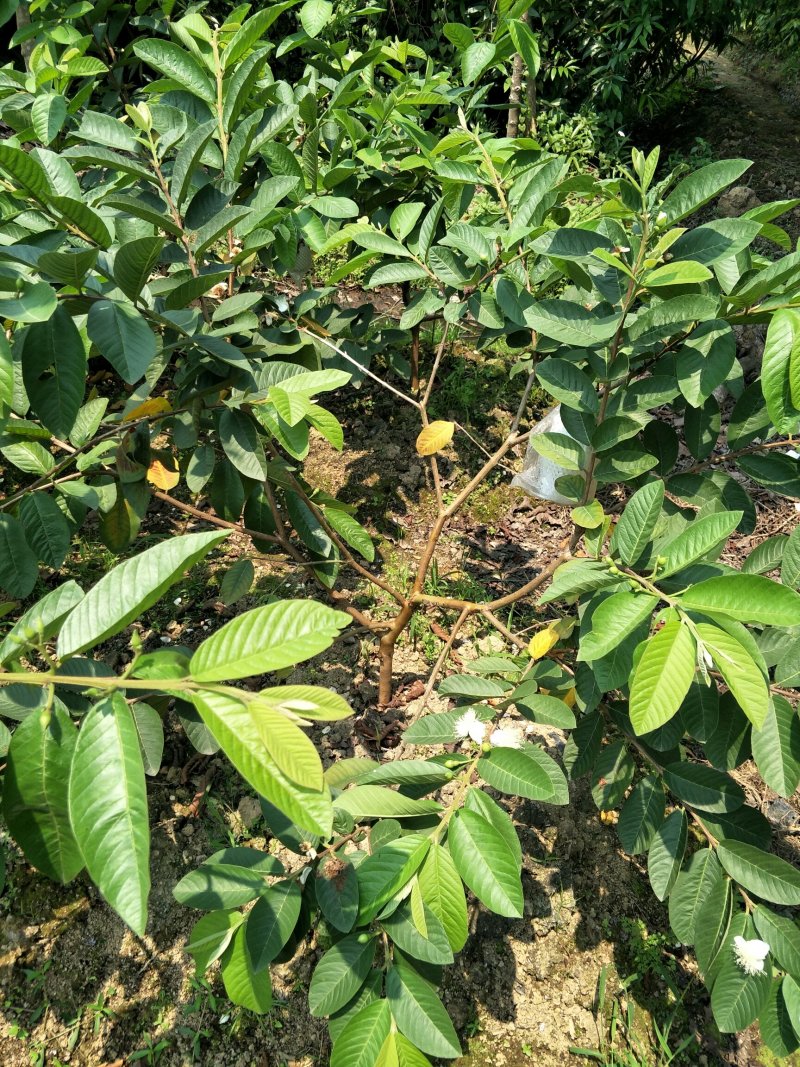 芭乐苗