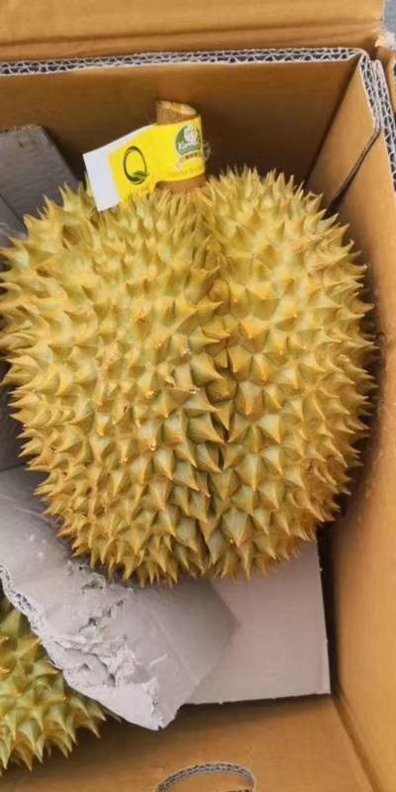 泰国金枕榴莲
