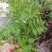 花椒芽