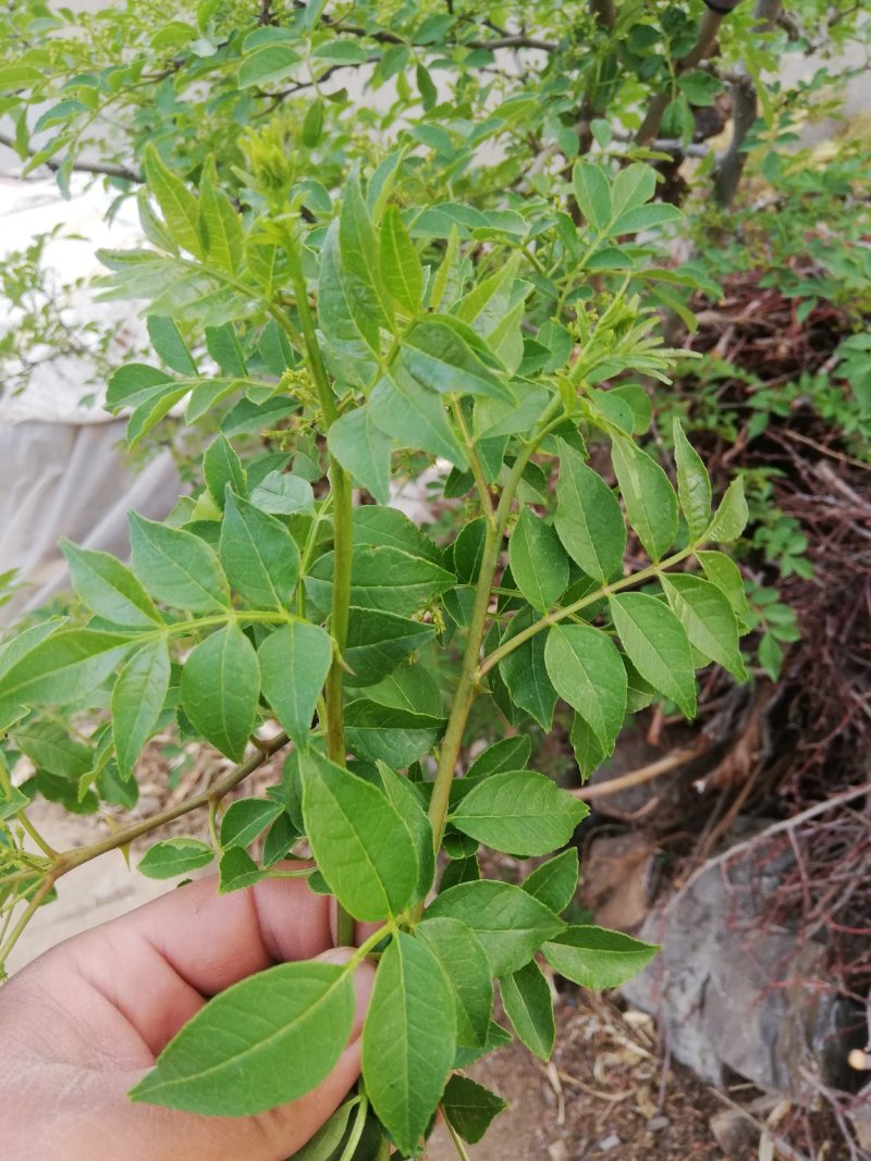花椒芽