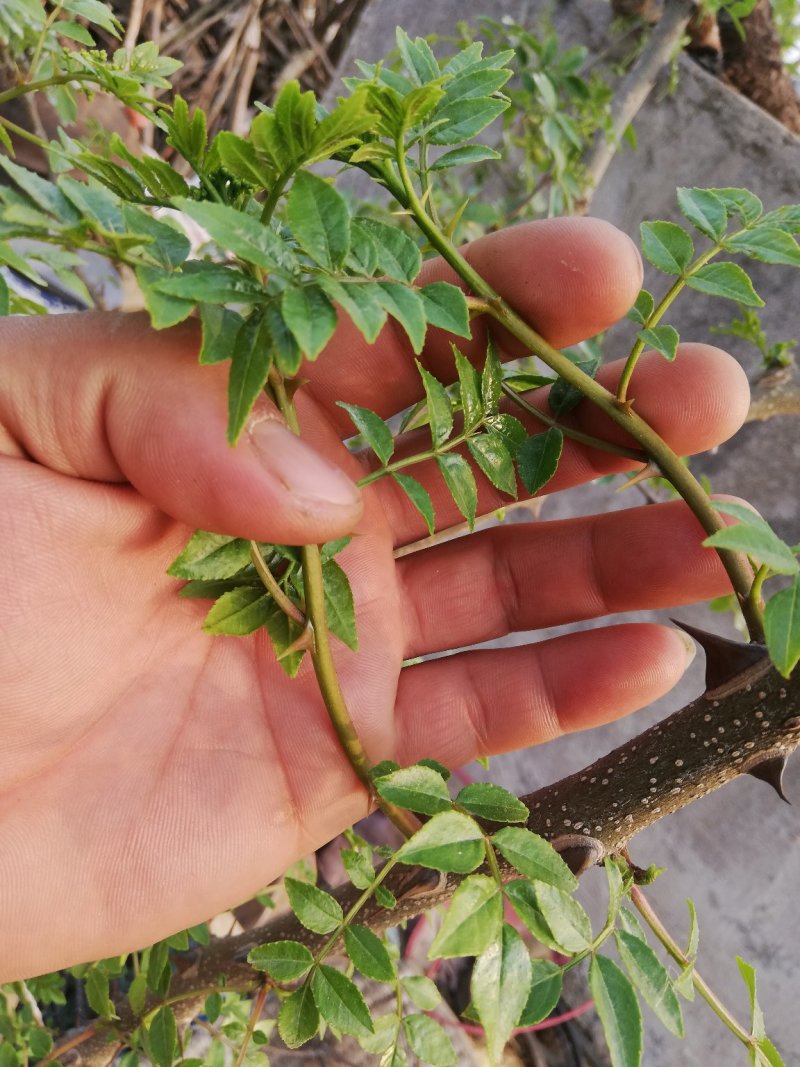 花椒芽
