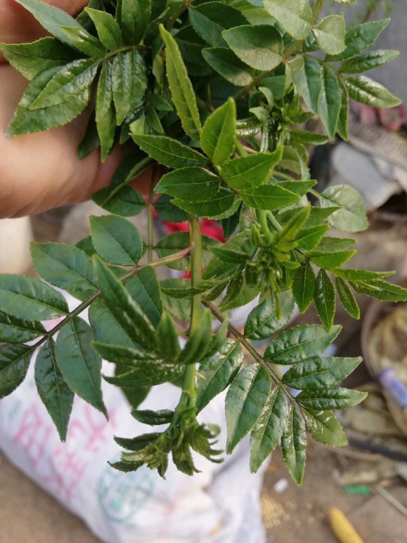 花椒芽