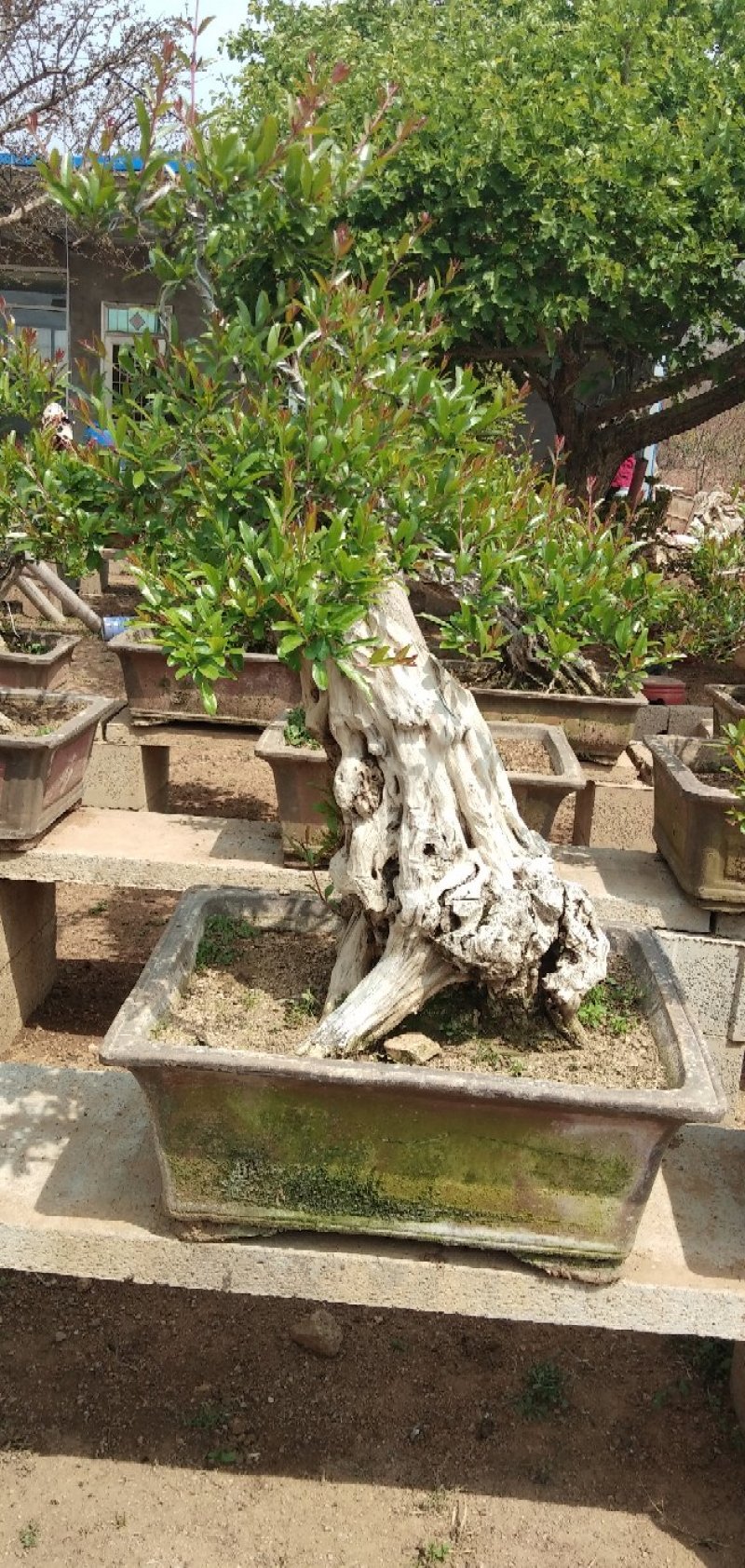 古桩石榴盆景批发零售