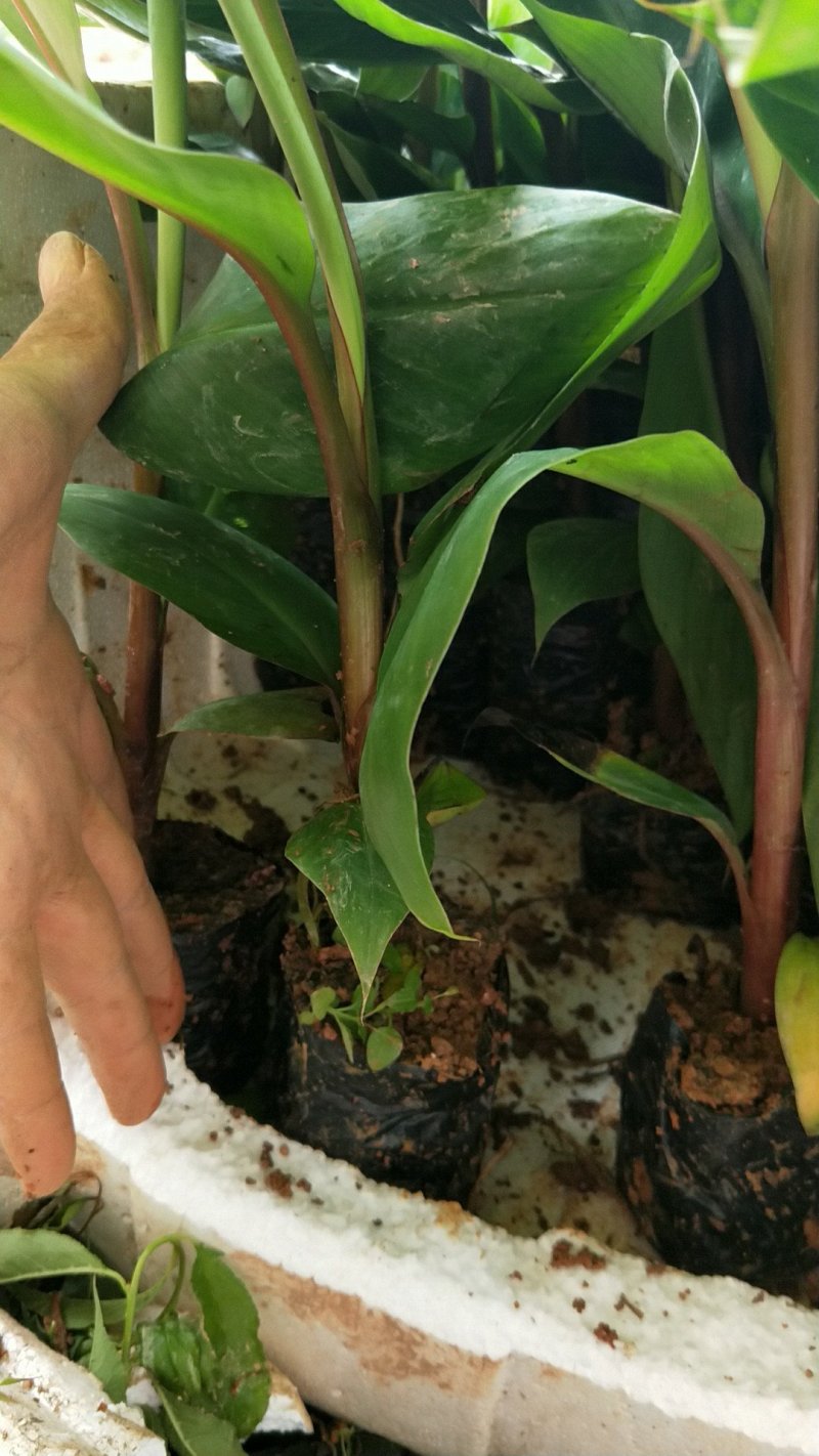 红香蕉苗一级良种1年苗基地直供香蕉苗