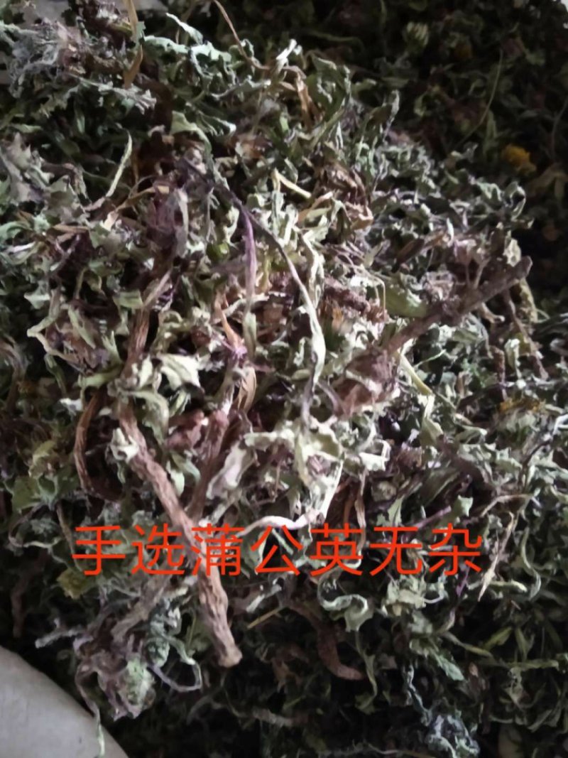 蒲公英全棵。批发零售精品水洗产地一手货源