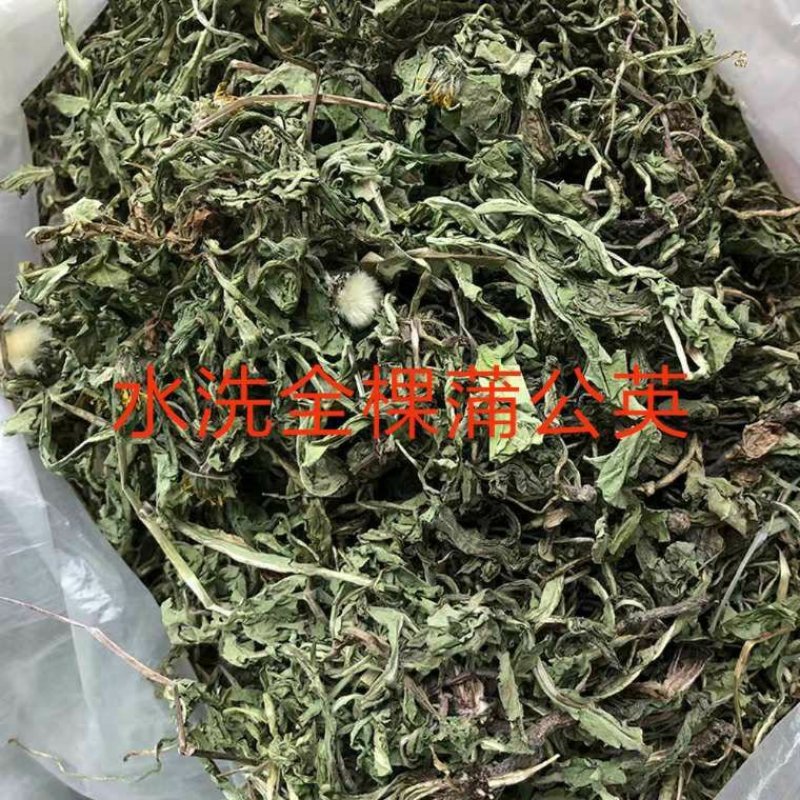 蒲公英全棵。批发零售精品水洗产地一手货源