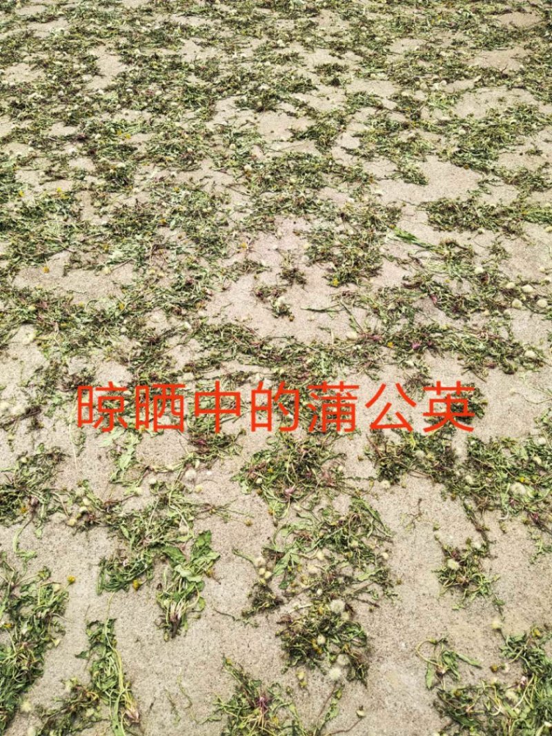 蒲公英全棵。批发零售精品水洗产地一手货源