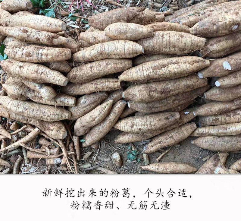 葛根无渣甜粉葛