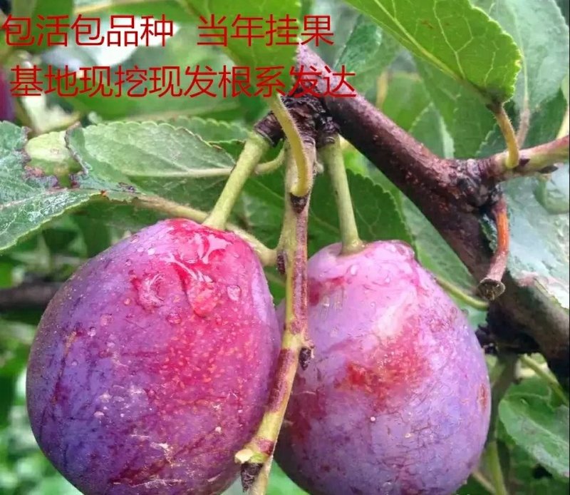 包邮嫁接李子苗黑布林南方北方种植盆栽地栽西梅三华李子树