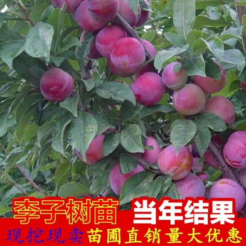 包邮嫁接李子苗黑布林南方北方种植盆栽地栽西梅三华李子树