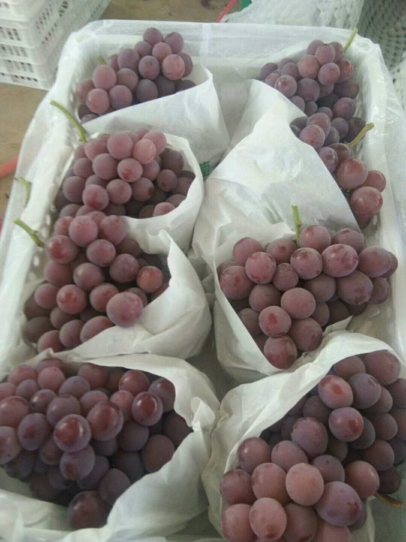 元谋红提