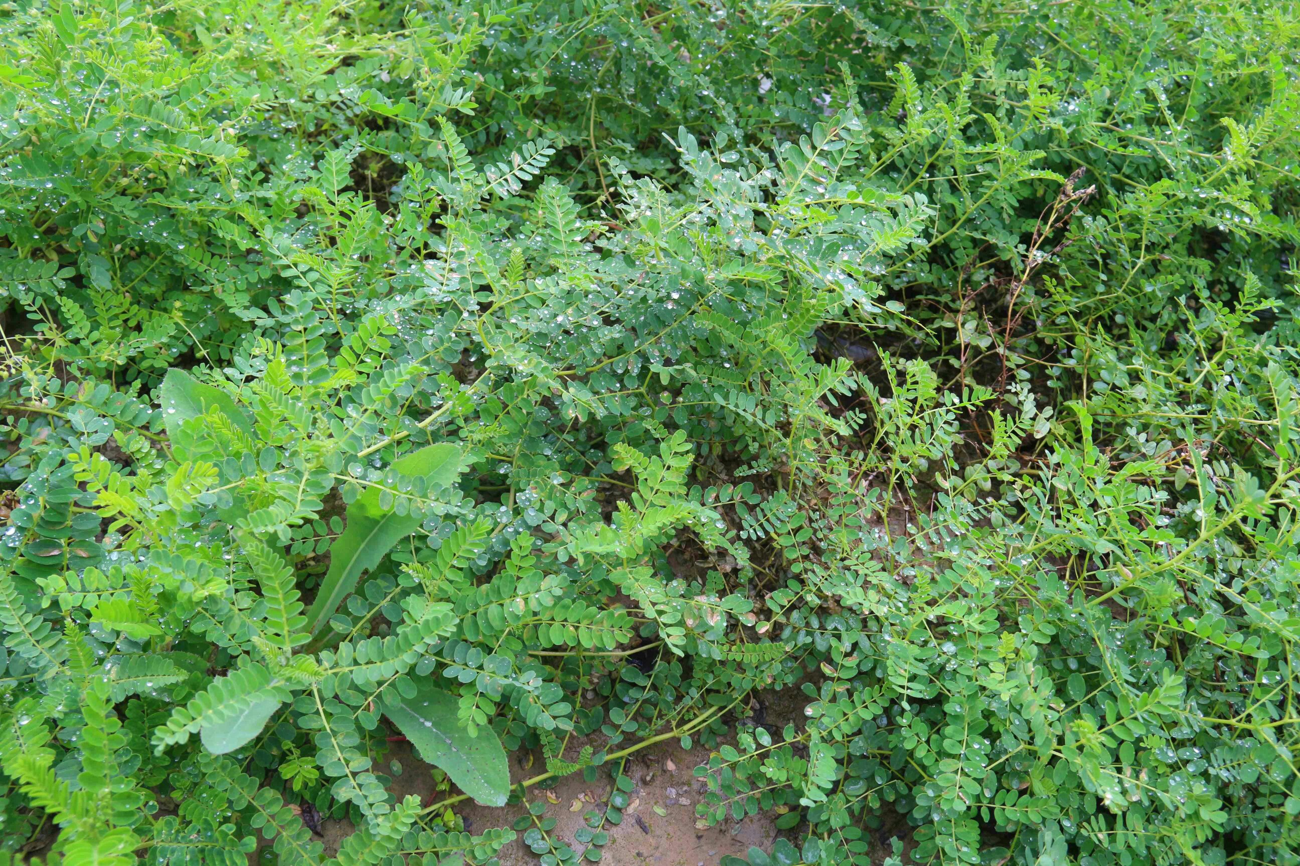 黄芪植物及提取物示意图