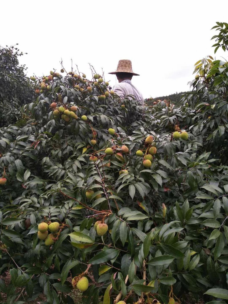 高州白糖婴，黑叶，桂味荔枝，现货，接受包果一件代发和零担