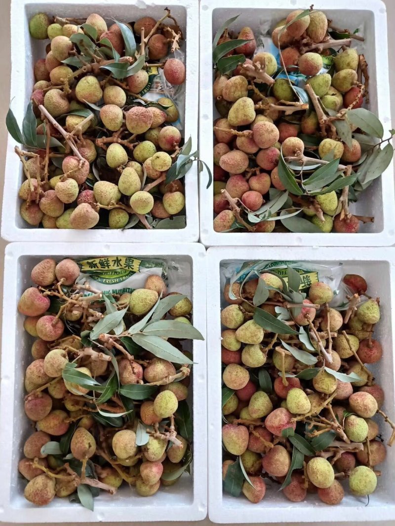 高州白糖婴，黑叶，桂味荔枝，现货，接受包果一件代发和零担