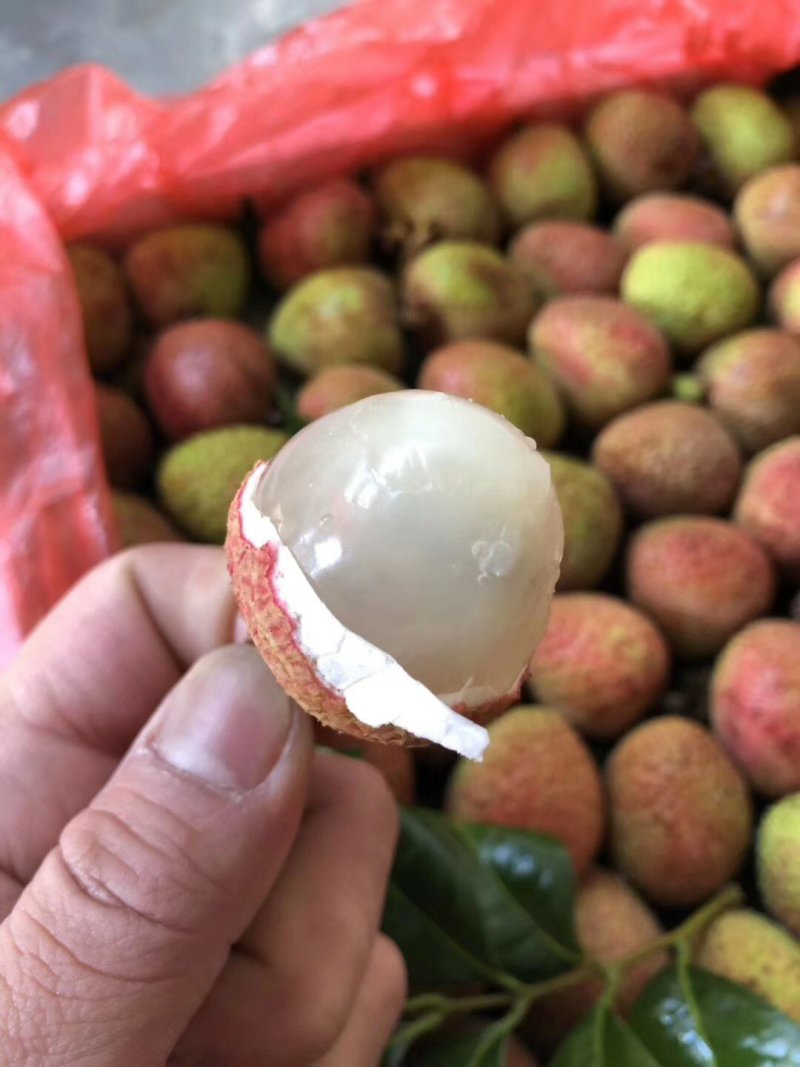 高州白糖婴，黑叶，桂味荔枝，现货，接受包果一件代发和零担