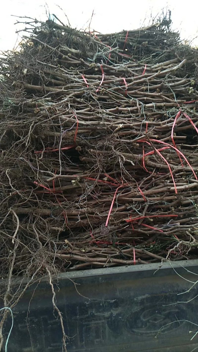 占地葡萄树三之五年