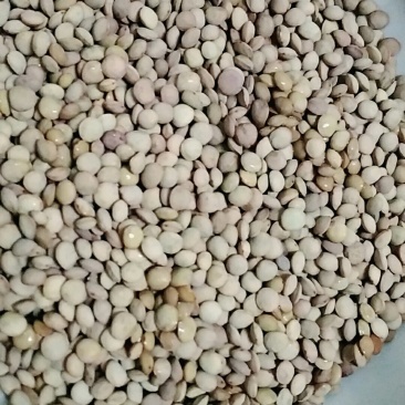 扁豆