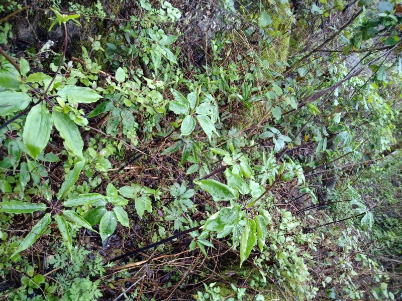 七叶一枝花(重楼)