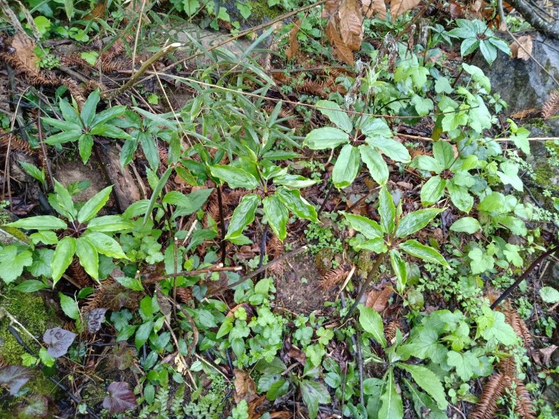 七叶一枝花(重楼)