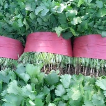 精品大叶香菜货源充足量大从优质量保证欢迎咨询